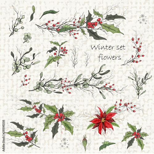 Set of winter flowers (poinsettia, white mistletoe, Holly). realistic hand-drawn branches, bouquets, colorful ornaments, decorations for seasonal cards, posters, advertising. isolated elements. 