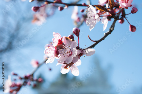 Cherry flowers above blue sky,blooming time, spring season, botanical background.
