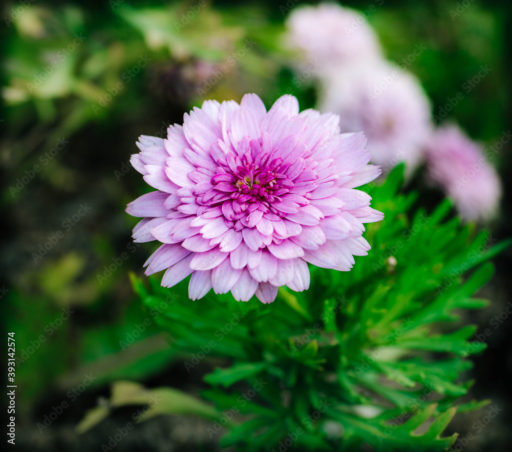 pink flower pink flower