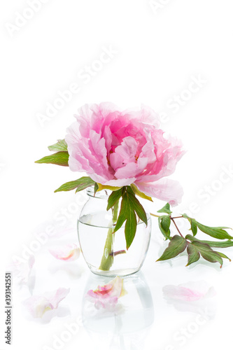 blooming pink tree peony flower on white background