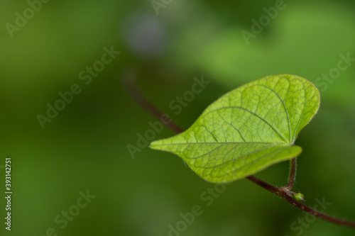 A Green leaf as Abstract with blur background 