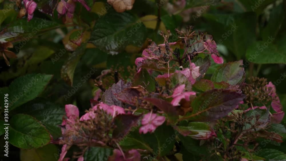 Pink flowers rack focus in nature after a rainy day. Pink flowers rack focus in nature after a rainy day.