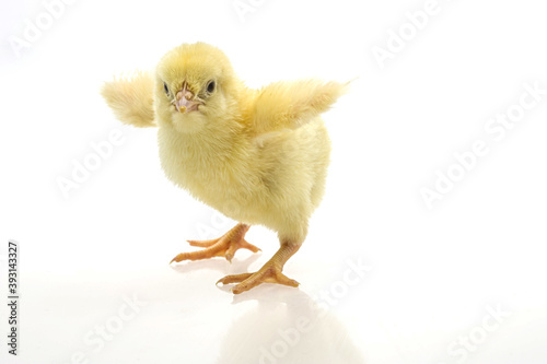 Valokuvatapetti Closeup shot of cute baby chicks near a white background