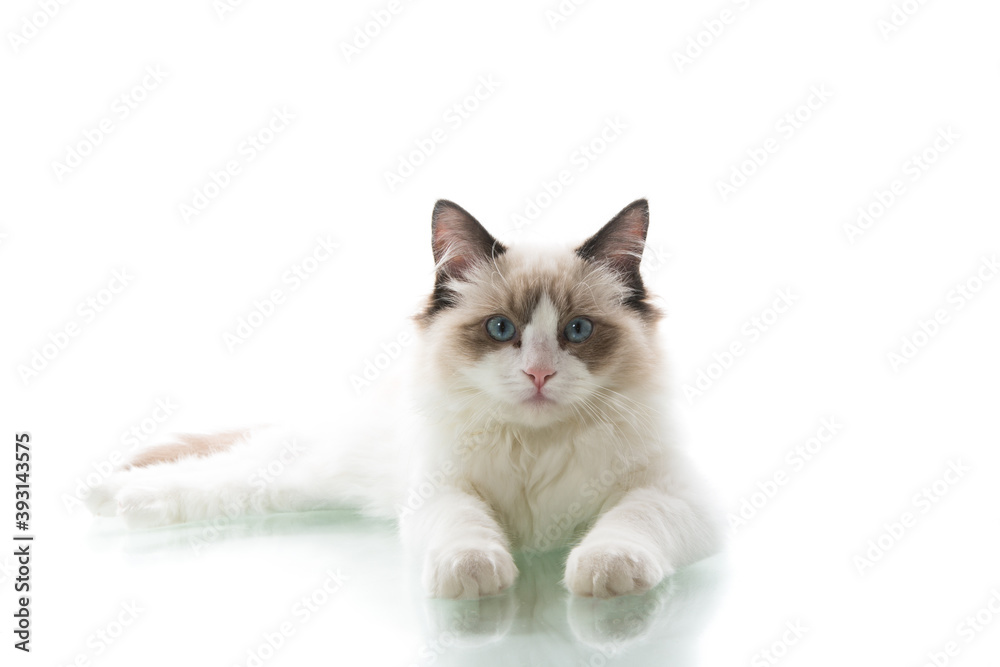 Young beautiful Ragdoll cat on white background