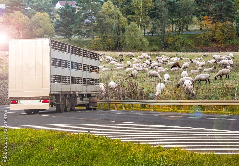 A trailer animal transport . Special truck and trailer
