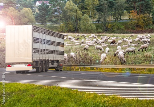 Obraz na płótnie A trailer animal transport . Special truck and trailer w salonie