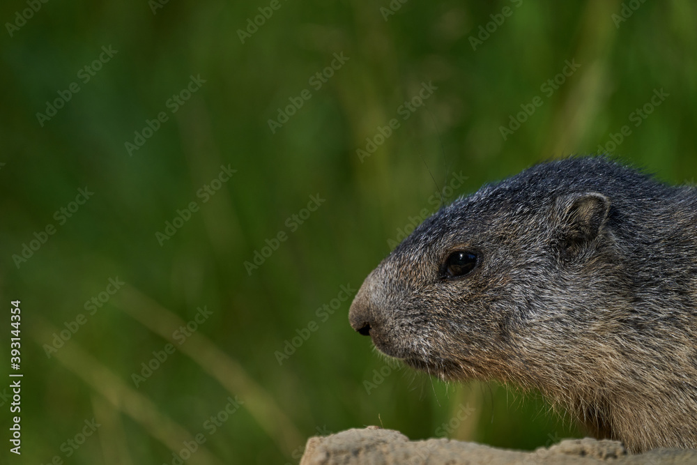 Marmota monax, groundhog known from movie groundhog day with punxsutawney phil for weather forecast Marmota monax, groundhog known from movie groundhog day with punxsutawney phil for weather forecast
