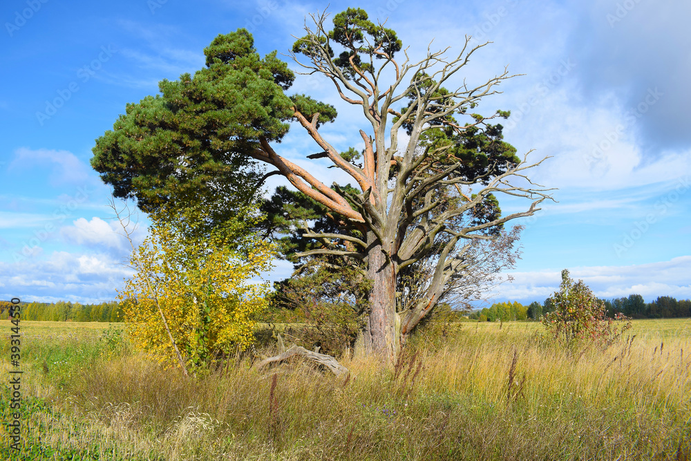  A lone pine tree stands in the field. Sunny day, yellow and green grass