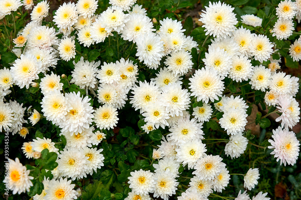 daisy, flower, nature, flowers, white, field, garden, summer, spring, plant, yellow, meadow, green, chamomile, chamomile, grass, flora, beauty, flower, blossom, chamomile, beautiful, petal, floral, se daisy, flower, nature, flowers, white, field, garden, summer, spring, plant, yellow, meadow, green, chamomile, chamomile, grass, flora, beauty, flower, blossom, chamomile, beautiful, petal, floral, se