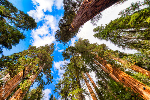 Giant Sequoias in the Sequoia National Park, California © romanslavik.com