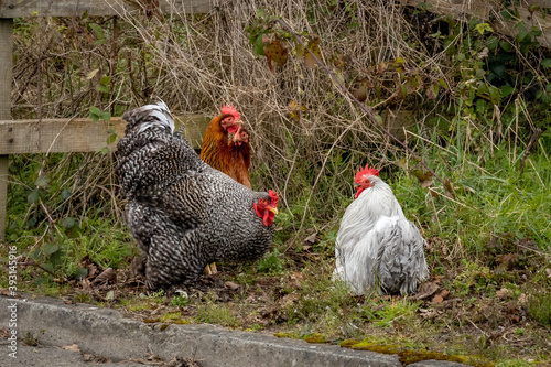 Grey Barred Cochin Cockerel with White and Brown Hens photo