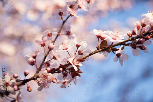 Cherry Blossom Close up