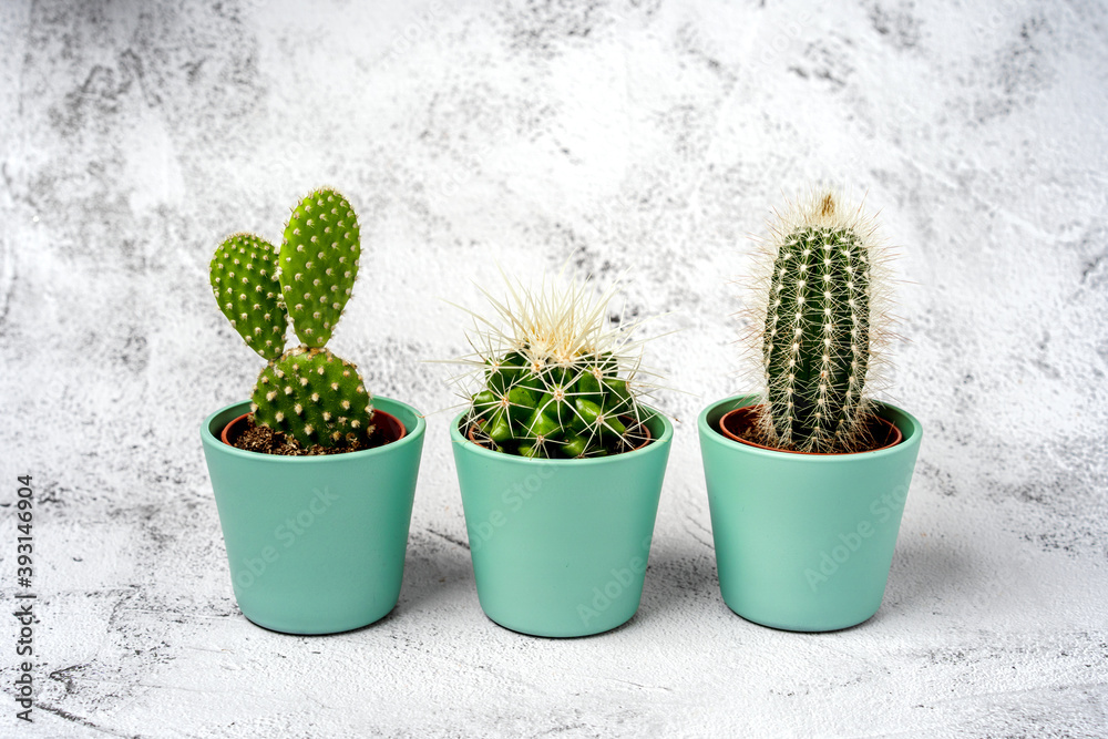 Three small cacti stand in a row on a stone table. Natural background, space for text Three small cacti stand in a row on a stone table. Natural background, space for text