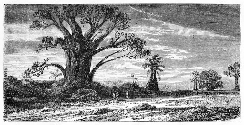Single big Baobab on a vast flatland at evening in Madagascar. Ancient grey tone etching style art by B�rard on Le Tour du Monde, Paris, 1861