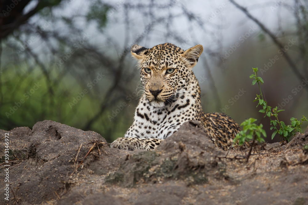 Portrait of a Leopard female in Sabi Sands game reserve in the Greater Kruger Region in South Africa Portrait of a Leopard female in Sabi Sands game reserve in the Greater Kruger Region in South Africa
