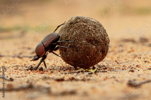 Fototapeta Dung beetle on his dung ball to impress the ladies in Sabi Sands GR,  part of th