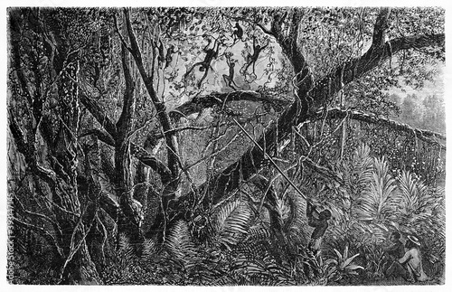 Amazon indigenous men hunting monkeys with long blowgun in the extreme tangled dark jungle. Ancient grey tone etching style art by Riou, Biard and Gauchard, on Le Tour du Monde, Paris, 1861 photo