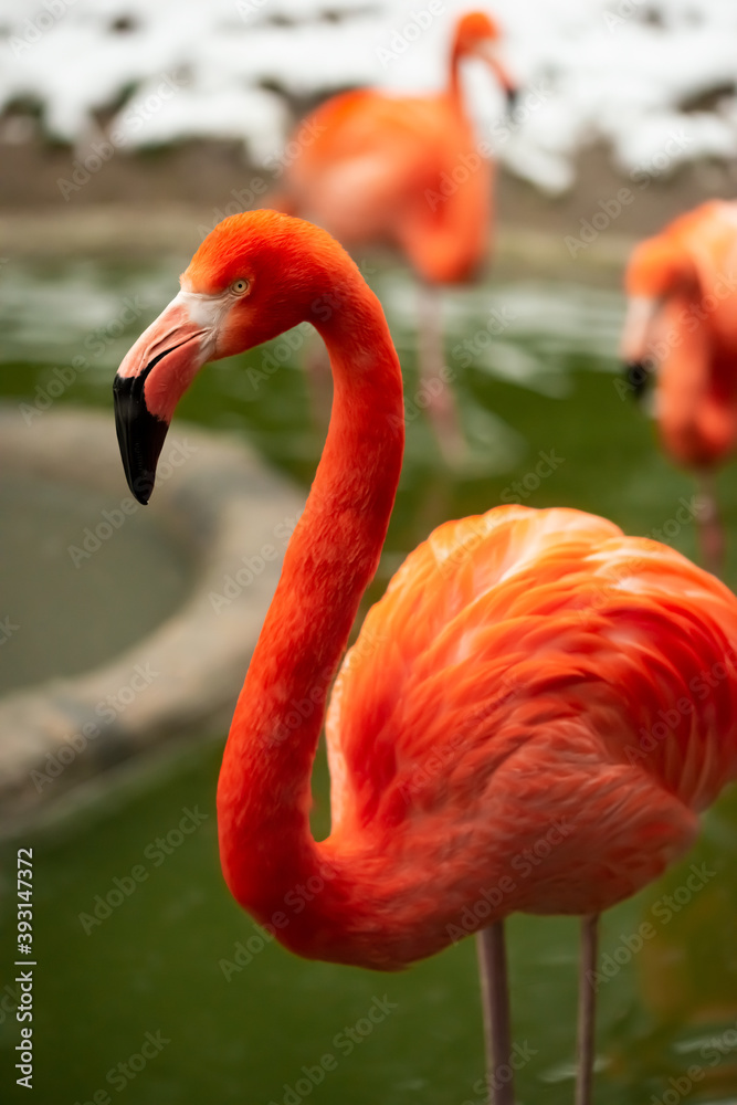 Obraz premium Flamingos, Phoenicopteridae