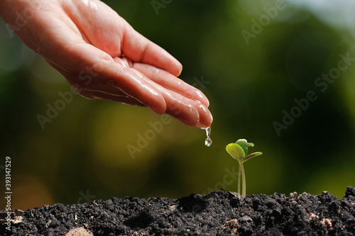 agriculture plant seeding growing step concept in garden