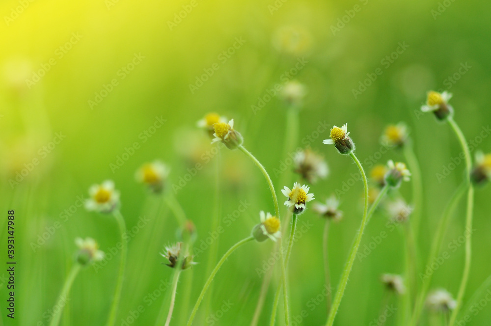 Blur grass with flowers