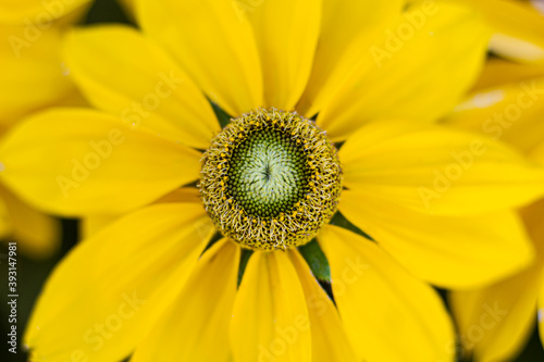 Flor amarilla de cerca