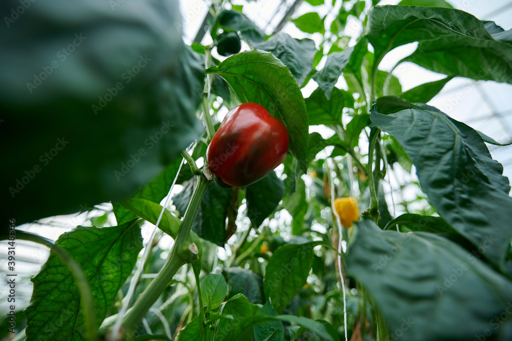 Green plants in a modern greenhouse. The fruits of the bell pepper are visible.