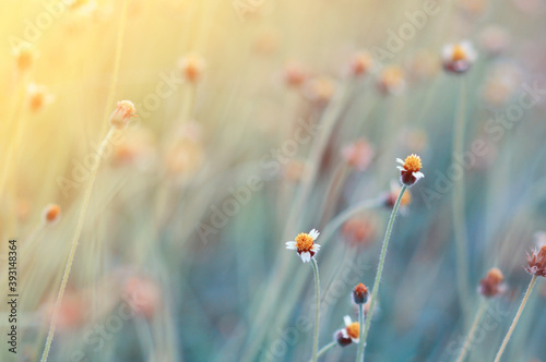 Beautiful blur Flower in the field 