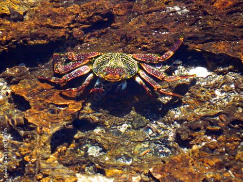 crab on a rock