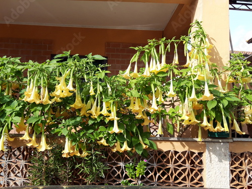 Datura złocista, roślina z Ameryki południowej, Italia. photo