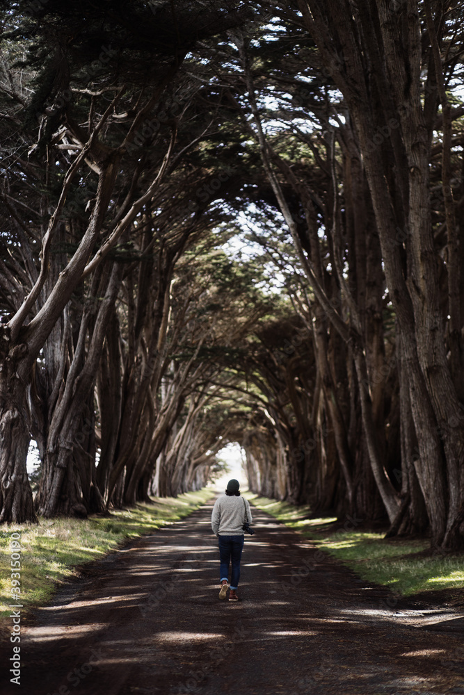 Back view of unrecognizable male walking along picturesque alley with tall trees on sunny day Back view of unrecognizable male walking along picturesque alley with tall trees on sunny day