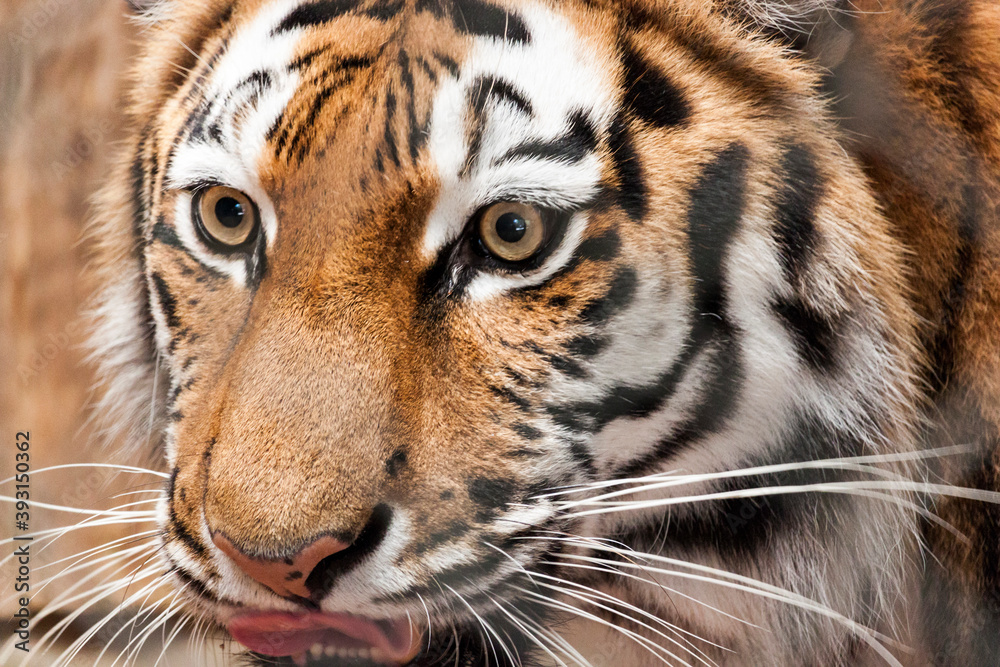 Obraz premium Ausdruckstarkes Tiger Portrait in Nahaufnahme