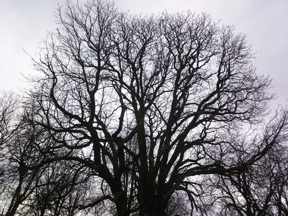 tree in the morning tree in the morning