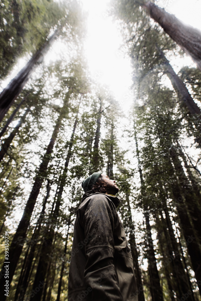 From below side view traveling male walking along path with huge tree trunks on ground in woods From below side view traveling male walking along path with huge tree trunks on ground in woods