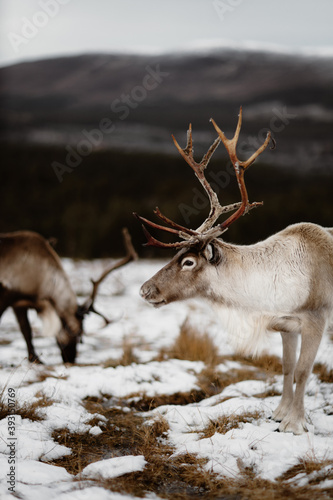 Fluffy deer in a snowy meadow in winter in Scottish Highlands photo