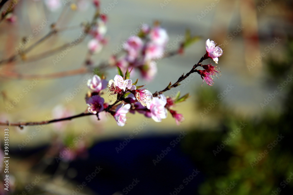Pink flowers with a green background, Jabal Akhdar, Sama Heights, Oman Pink flowers with a green background, Jabal Akhdar, Sama Heights, Oman