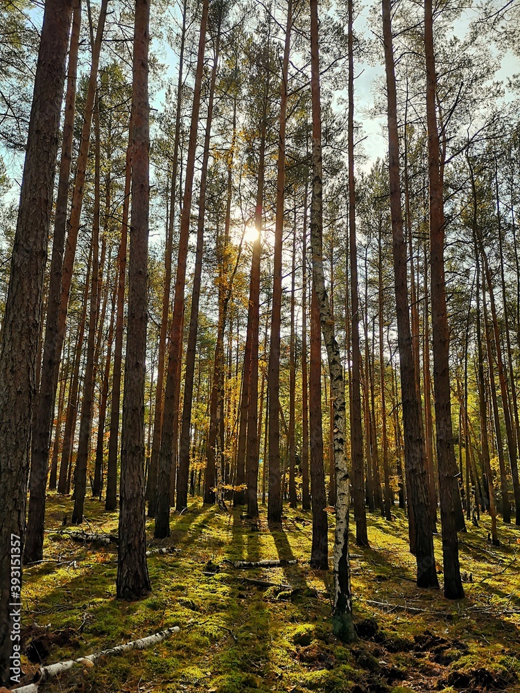 autumn forest in the morning autumn forest in the morning