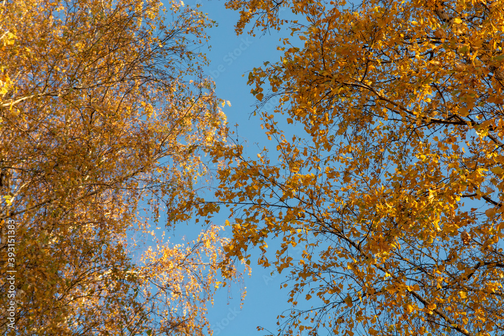 Fototapeta premium Birch branches with yellow leaves in autumn on blue sky background. 