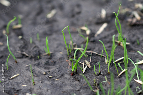 Close up of growing grass on wet ground. Macro focus on small green grass. Growing weed.