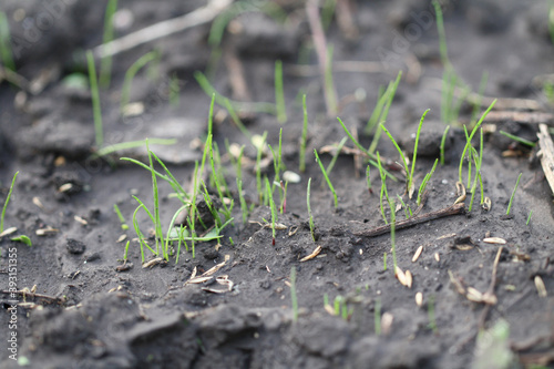 Close up of growing grass on wet ground. Macro focus on small green grass. Growing weed. © BOV