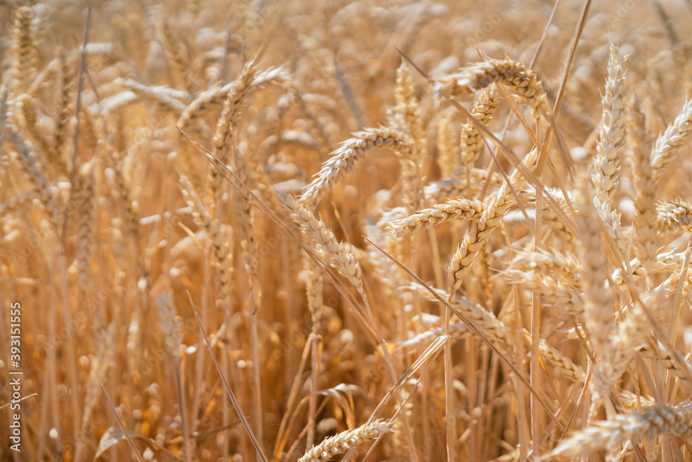 Endless golden wheat field in countryside on background of blue cloudless sky on sunny day Endless golden wheat field in countryside on background of blue cloudless sky on sunny day