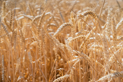 Endless golden wheat field in countryside on background of blue cloudless sky on sunny day