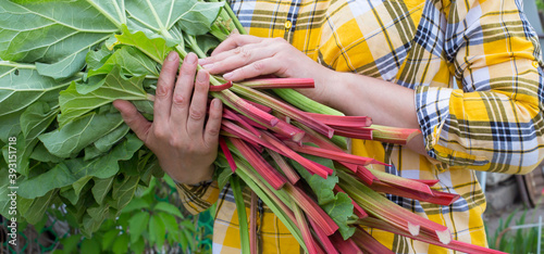 Women's hands hold an armful of cut rhubarb stalks. Harvesting rhubarb in the garden.