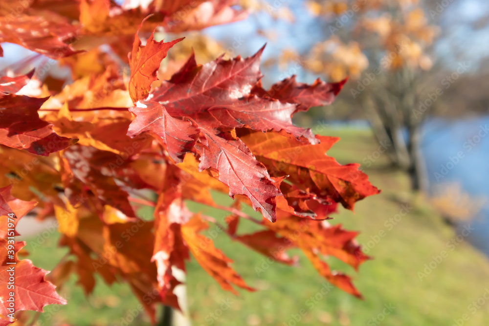 Red maple leaves on a bright sunny day in an autumn park. Poster, wallpaper. Red maple leaves on a bright sunny day in an autumn park. Poster, wallpaper.
