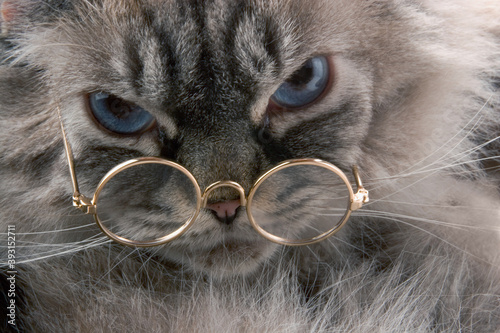 Cat with glasses