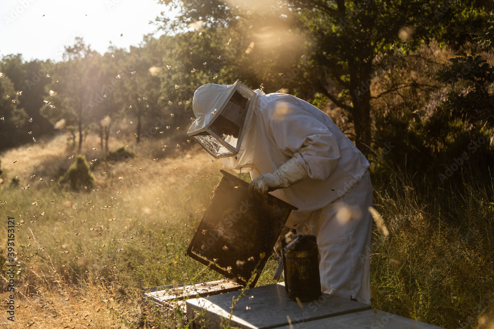 Anonymous beekeeper in protective gloves fumigating beehive with smoker while working on apiary in sunny day