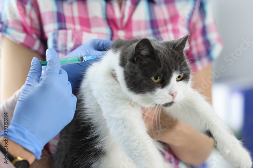 Veterinarian gives shot to the cat's neck. Services and services in veterinary clinics concept