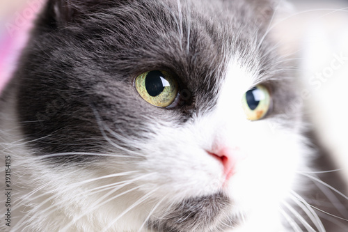 Portrait of white-gray cat with green eyes. Pets concept