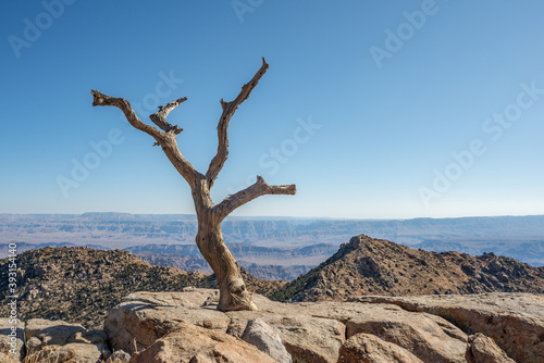 Dead Juniper Twisted Snag Tree growing out of a solid rock granite boulder atop Jumbo Peak in Gold Butte National Monument, Clark County, Nevada, USA