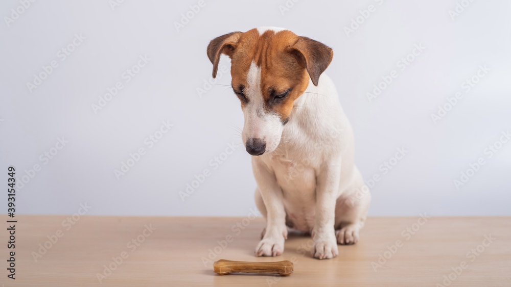 Small dog looking at a bone on a white background. Copy space