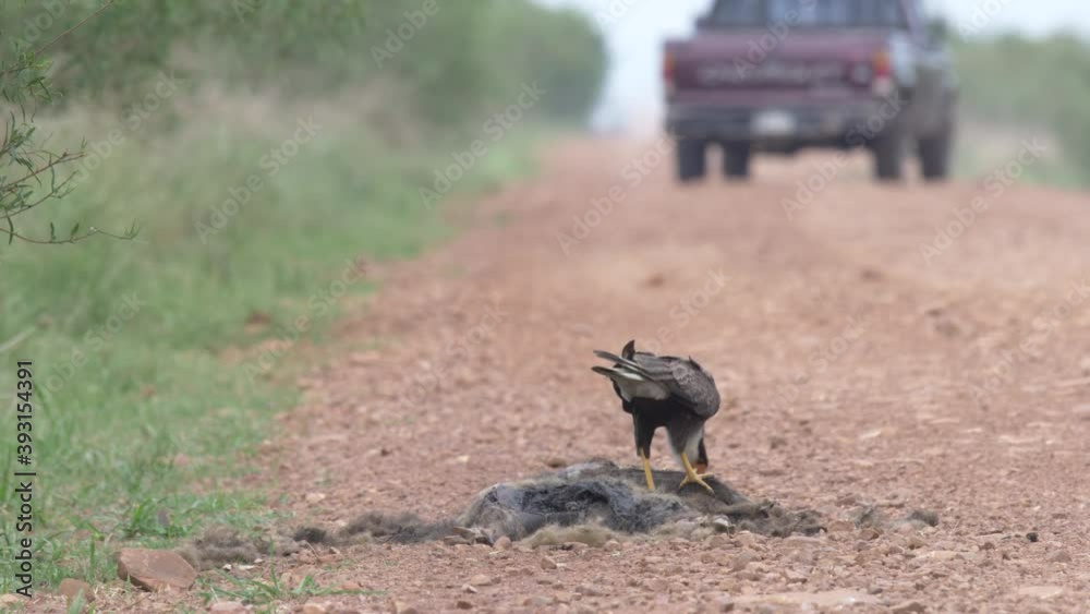 Southern Crested Caracara (Caracara plancus) Southern Crested Caracara (Caracara plancus)